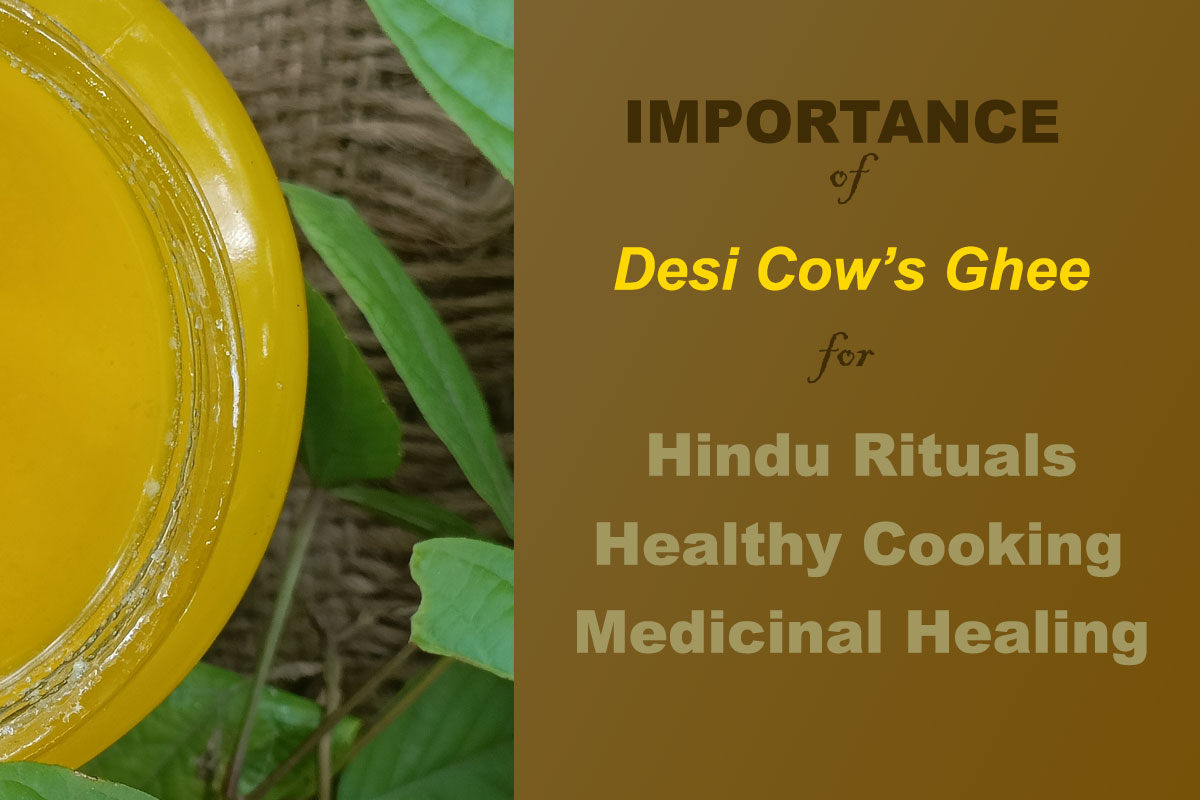 Benefits of Pure Deshi Gir Cow Ghee amct herbals